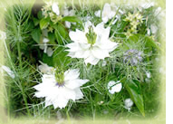 Aceite de Nigella Flor